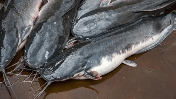 10 Manfaat Ikan Lele untuk&nbsp;Kesehatan